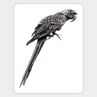 Hyacinth macaw illustration Magnet